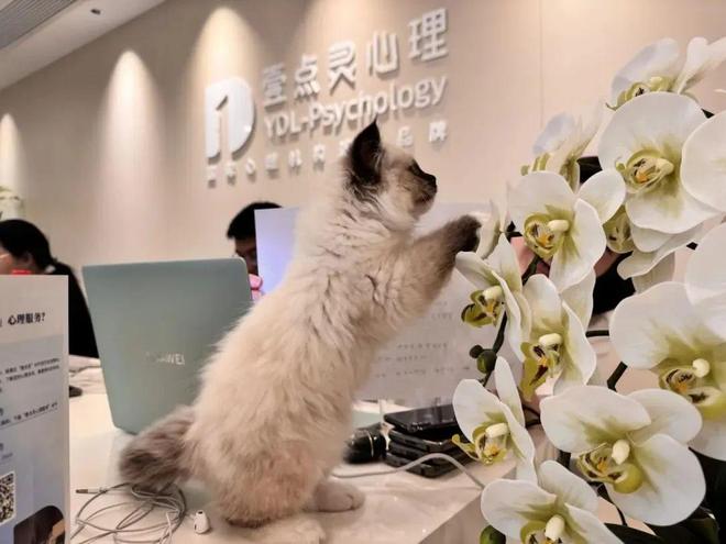 華為員工親測(cè)：北京心理咨詢哪家好？有互聯(lián)網(wǎng)醫(yī)療牌照的機(jī)構(gòu)真能治本(圖2)